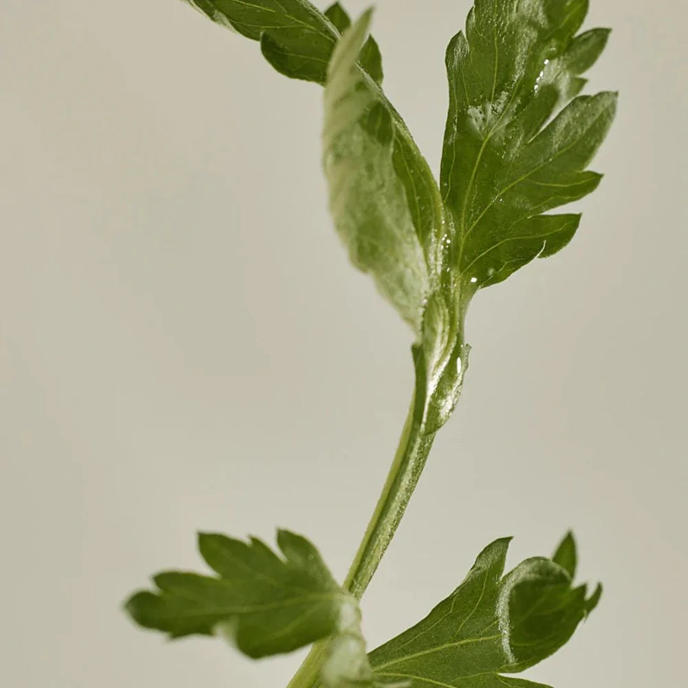 Beauty of Joseon Matte Sun Stick: Mugwort + Camelia (SPF 50+ PA++++)